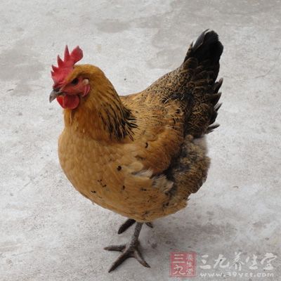准備母雞一只