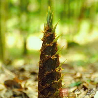 竹筍是低脂、低熱量的食品