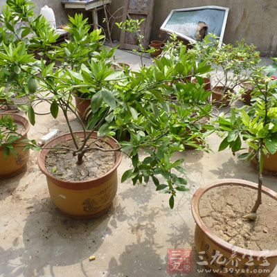 工作之余養花植樹