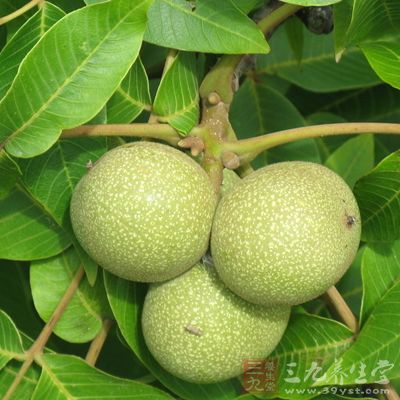 核桃治咽喉炎