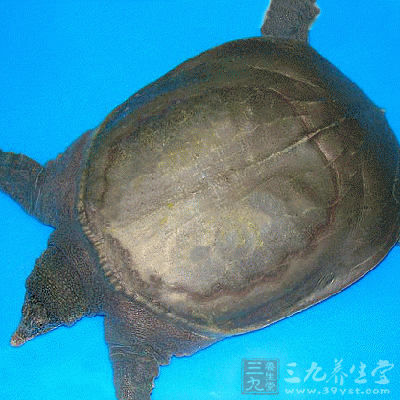 甲魚本身含有豐富的蛋白質