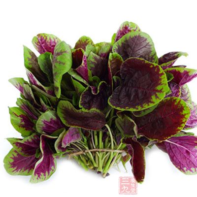 苋菜去老根摘洗干淨