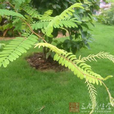 孩兒茶清熱解毒