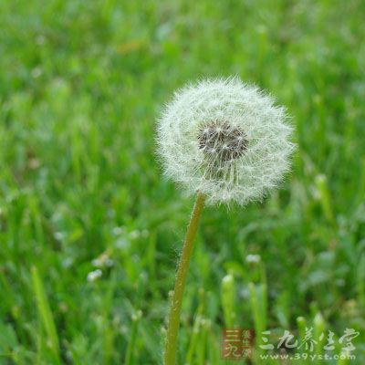 蒲公英治療痔瘡