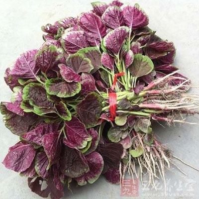 苋菜的功效是什麼