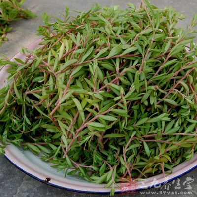 馬齒苋適宜人群