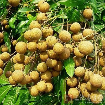 桂圓可以養胃
