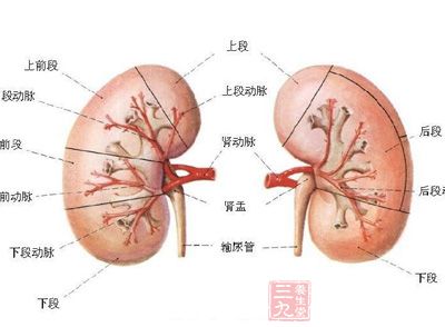 一般人們提到補腎就想到男性朋友,其實不然,女性朋友也需要補腎 一般人們提到補腎就想到男性朋友,其實不然,女性朋友也需要補腎