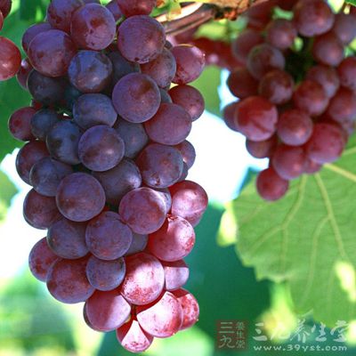 葡萄有著益氣益血、利尿、補肝腎、生津的功效