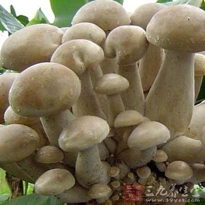 草菇分別洗淨切粒