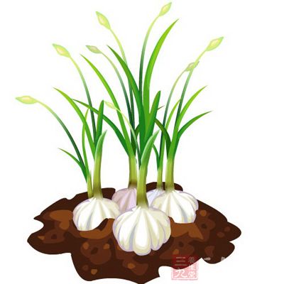 大蒜中的脂溶性揮發油等有效成分