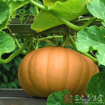 南瓜可預防肥胖、糖尿並高血脂和高膽固醇血症