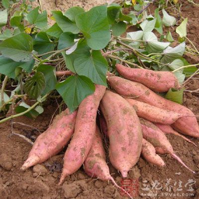 地瓜能預防腸癌和乳腺癌的發生