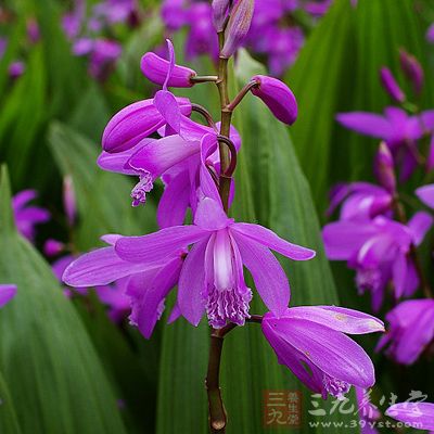 白芨是古代常用的美容藥