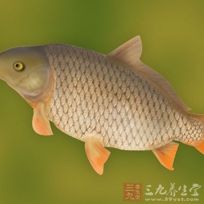 經常吃鯉魚還能有效的預防頭發枯黃