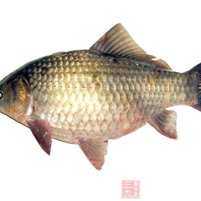 鲫魚湯有潤燥滋補的作用 鲫魚湯有潤燥滋補的作用
