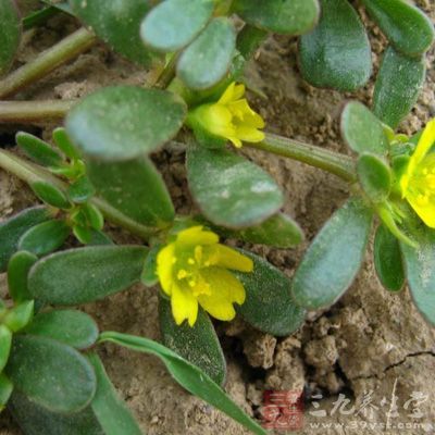 材料：鮮馬齒苋50-100克，薏米50克