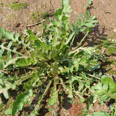 荠菜有清熱止血、清肝明目、利尿消腫之功效