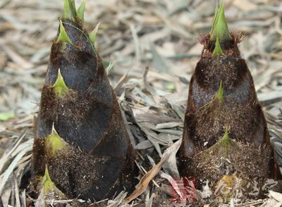春筍脆嫩鮮美，可嚼出清香和甘醇來，被譽為“素食第一品