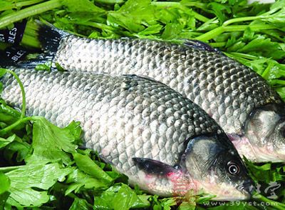 鲫魚所含的蛋白質質優、齊全、易於消化吸收，是肝腎疾病，心腦血管疾病患者的良好蛋白質來源，常食可增強抗病能力