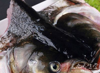 鲢魚頭肉質細嫩、營養豐富，除了含蛋白質、脂肪、鈣、磷、鐵之外，還含豐富的不飽和脂肪酸，它對腦的發育尤為重要