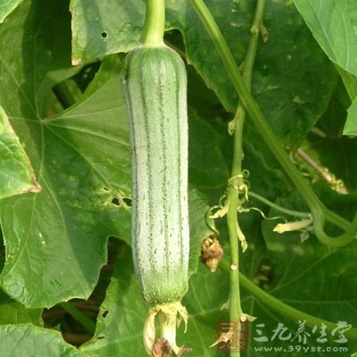絲瓜提取物對乙型腦炎病毒有明顯預防作用，在絲瓜組織培養液中還提取到一種具抗過敏性物質瀉根醇酸，其有很強的抗過敏作用