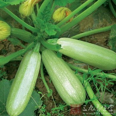 西葫蘆具有清熱利尿、除煩止渴、潤肺止咳、消腫散結的功能