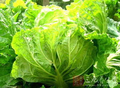 白菜含有蛋白質、脂肪、多種維生素和鈣、磷等礦物質以及大量粗纖維，用於炖、炒、熘、拌以及做餡、配菜都可以
