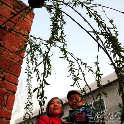 此外，每到清明，家家戶戶都要折柳枝插在自家的門楣上