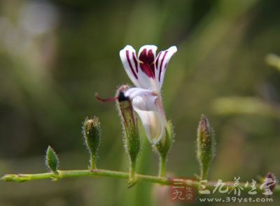 穿心蓮的葉子和花搗爛可以用來治療青春痘和壓力導致的粉刺