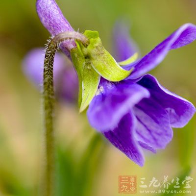 紫花地丁，那種貌似高貴的鸢尾花的紫色小野花，在春天是隨處可見的，其性寒味微苦