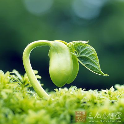 香椿籽兒芽、蘿卜籽兒芽、小麥苗芽，這些都能吃、有營養，且自己在家用兩張棉紙就可以生出來