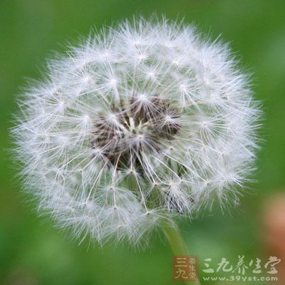 蒲公英通常是下水焯過苦味之後，用點蒜末、生抽、香醋、香油、鹽拌了端上來的