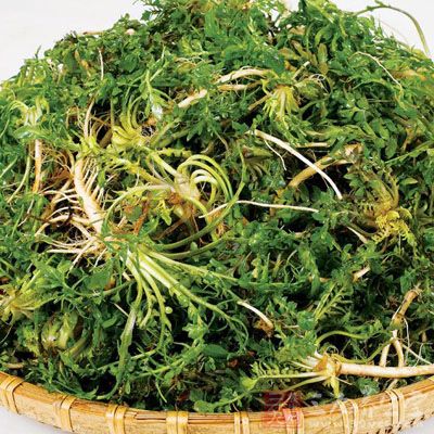 其實荠菜一年四季都可有，只是春天的嫩芽最為好吃，營養也最豐富