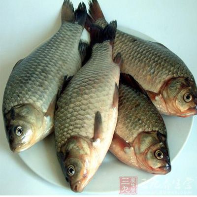 魚類的營養非常全面
