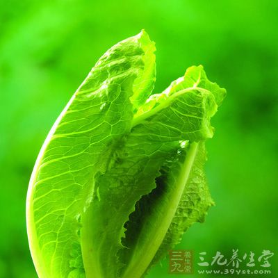 莴筍葉中的維生素和礦物質非常豐富,營養價值要高於莴筍莖 莴筍葉中的維生素和礦物質非常豐富,營養價值要高於莴筍莖