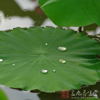 明代藥學家認為荷葉能“澀精液”