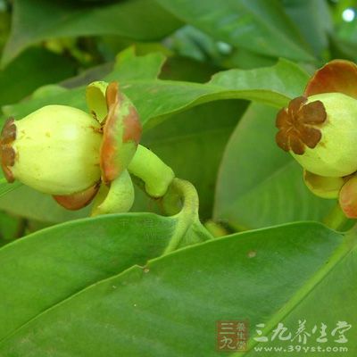 山竹2個,核桃(鮮)10—15克,蔓越莓10克,銀耳2朵,冰糖2顆 山竹2個,核桃(鮮)10—15克,蔓越莓10克,銀耳2朵,冰糖2顆