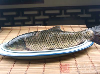 草魚屬鯉形目鯉科雅羅魚亞科草魚屬 草魚屬鯉形目鯉科雅羅魚亞科草魚屬