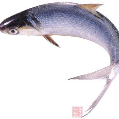 准備草魚1條,干紅辣椒、花椒、醪糟、郫縣豆瓣 准備草魚1條,干紅辣椒、花椒、醪糟、郫縣豆瓣