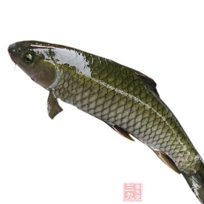 冬瓜草魚湯:清熱利水,降氣消腫 冬瓜草魚湯:清熱利水,降氣消腫