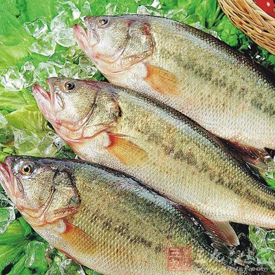 草魚去骨、去皮,魚肉剁成泥狀放於湯碗中 草魚去骨、去皮,魚肉剁成泥狀放於湯碗中