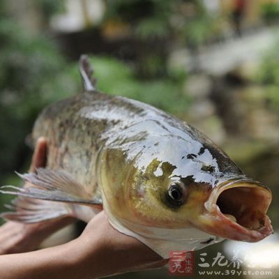 草魚含有豐富的硒元素,對腫瘤有一定的防治作用 草魚含有豐富的硒元素,對腫瘤有一定的防治作用