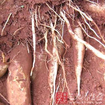 雪蓮果的吃法及雪蓮果怎麼吃好被時代賦予了新的定義 雪蓮果的吃法及雪蓮果怎麼吃好被時代賦予了新的定義
