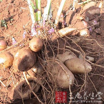天山雪蓮果是純天然的綠色保健食品 天山雪蓮果是純天然的綠色保健食品