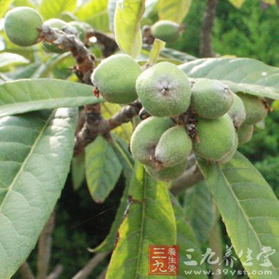 枇杷葉12克,粳米50克 枇杷葉12克,粳米50克