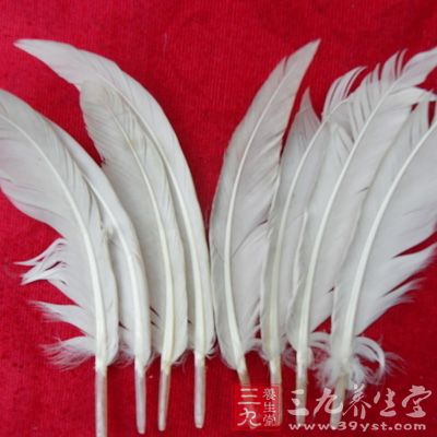 先將鵝毛10枚用火燒，再研末