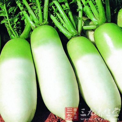 俗名蘿卜。中醫認為它有化痰、降氣、消食、止渴、散淤、解酒的功能 俗名蘿卜。中醫認為它有化痰、降氣、消食、止渴、散淤、解酒的功能