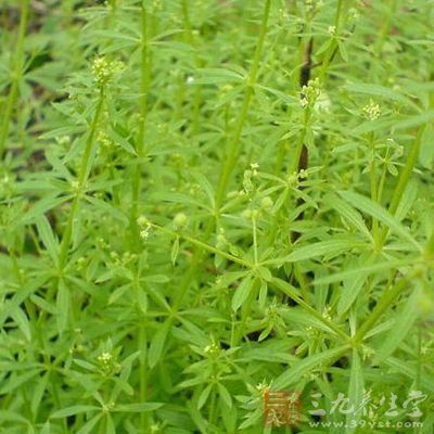 將茵陳洗淨切碎，加入蔥姜蒜