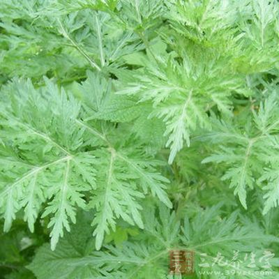 茵陳45克，紅棗5枚，冰糖少許